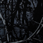 | Covers and Camo