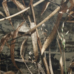 | Covers and Camo