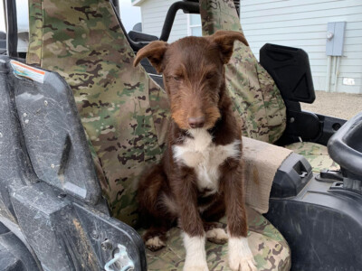 2018 Yamaha Wolverine passenger UTV Camo seat cover in MultiCam Original with dog on seat